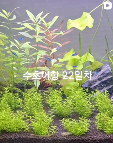 어항 22일차 세팅 후기